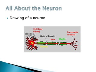 All About the NeuronDrawing of a neuron