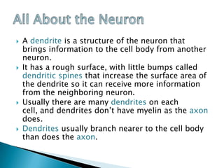 A dendrite is a structure of the neuron that brings information to the cell body from another neuron. It has a rough surface, with little bumps called dendritic spines that increase the surface area of the dendrite so it can receive more information from the neighboring neuron. Usually there are many dendrites on each cell, and dendrites don’t have myelin as the axon does. Dendritesusually branch nearer to the cell body than does the axon.All About the Neuron