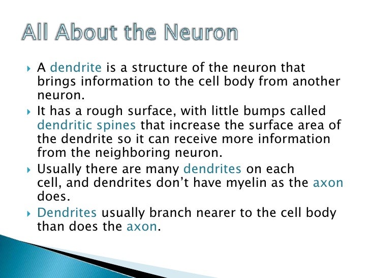 what is a neuron