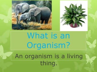 What is an
   Organism?
An organism is a living
        thing.
 
