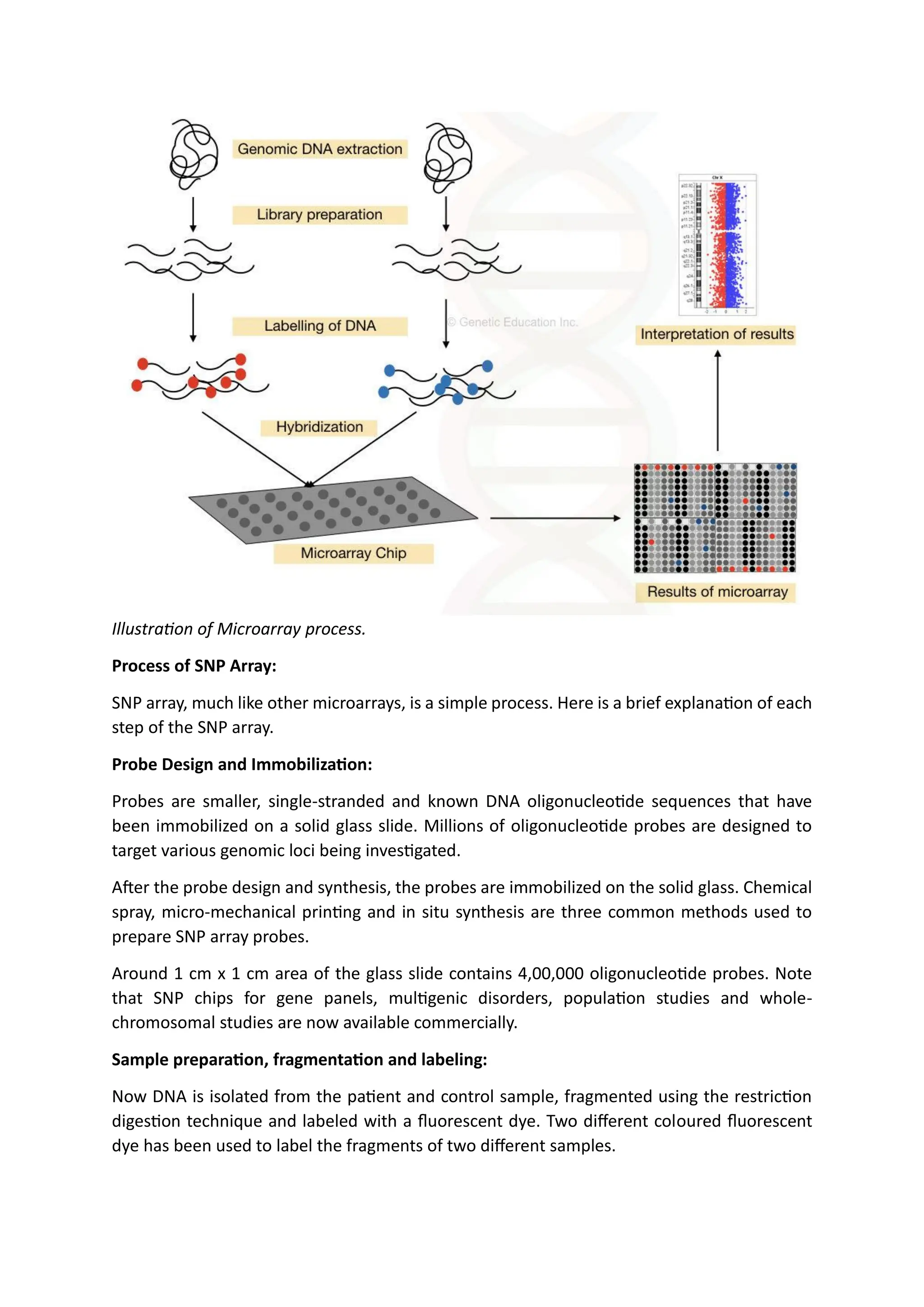 Illustration of Microarray process.
Process of SNP Array:
SNP array, much like other microarrays, is a simple process. Here is a brief explanation of each
step of the SNP array.
Probe Design and Immobilization:
Probes are smaller, single-stranded and known DNA oligonucleotide sequences that have
been immobilized on a solid glass slide. Millions of oligonucleotide probes are designed to
target various genomic loci being investigated.
After the probe design and synthesis, the probes are immobilized on the solid glass. Chemical
spray, micro-mechanical printing and in situ synthesis are three common methods used to
prepare SNP array probes.
Around 1 cm x 1 cm area of the glass slide contains 4,00,000 oligonucleotide probes. Note
that SNP chips for gene panels, multigenic disorders, population studies and whole-
chromosomal studies are now available commercially.
Sample preparation, fragmentation and labeling:
Now DNA is isolated from the patient and control sample, fragmented using the restriction
digestion technique and labeled with a fluorescent dye. Two different coloured fluorescent
dye has been used to label the fragments of two different samples.
 