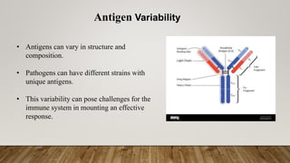 What Is Antigen presentation.pptx chemistry ppt | PPTX