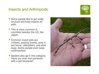 Insects and Arthropods
 Some people like to get really
unusual and keep insects as
pets.
 This is more common in
countries besides the US, like
Japan.
 Common insect pets are
crickets, praying mantis, ants in
ant farms, caterpillars, and stick
bugs. Some people even keep
cockroaches!
 Spiders also go in this category.
Have you ever met someone
with a pet tarantula?
 