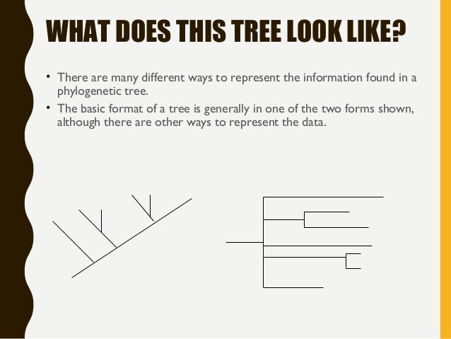 types of phylogenetic tree slideshare