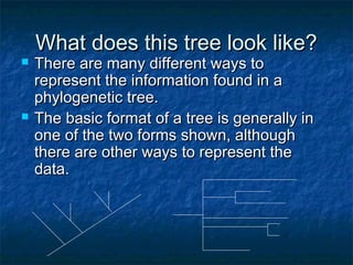 What does this tree look like?What does this tree look like?
 There are many different ways toThere are many different ways to
represent the information found in arepresent the information found in a
phylogenetic tree.phylogenetic tree.
 The basic format of a tree is generally inThe basic format of a tree is generally in
one of the two forms shown, althoughone of the two forms shown, although
there are other ways to represent thethere are other ways to represent the
data.data.
 
