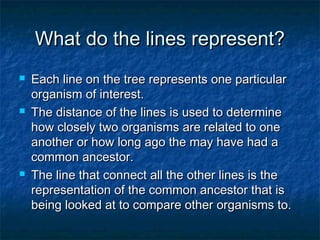 What do the lines represent?What do the lines represent?
 Each line on the tree represents one particularEach line on the tree represents one particular
organism of interest.organism of interest.
 The distance of the lines is used to determineThe distance of the lines is used to determine
how closely two organisms are related to onehow closely two organisms are related to one
another or how long ago the may have had aanother or how long ago the may have had a
common ancestor.common ancestor.
 The line that connect all the other lines is theThe line that connect all the other lines is the
representation of the common ancestor that isrepresentation of the common ancestor that is
being looked at to compare other organisms to.being looked at to compare other organisms to.
 