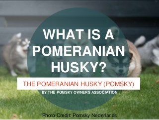 WHAT IS A
POMERANIAN
HUSKY?
THE POMERANIAN HUSKY (POMSKY)
BY THE POMSKY OWNERS ASSOCIATION
Photo Credit: Pomsky Nederlands
 