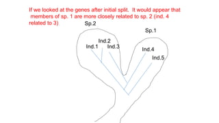 Comprehensive Overview of Species Concepts and Speciation Processes in ...