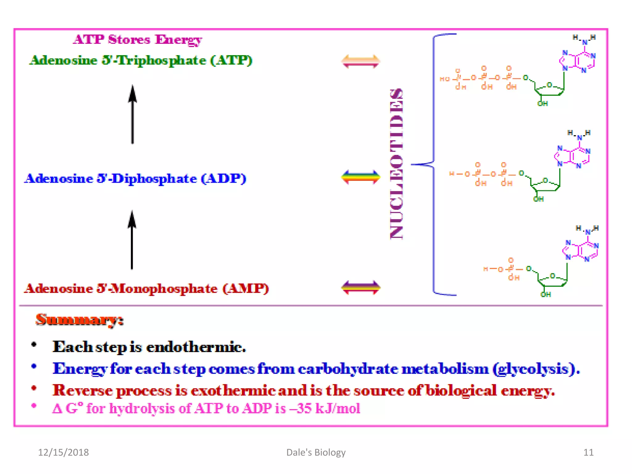 12/15/2018 11Dale's Biology
 