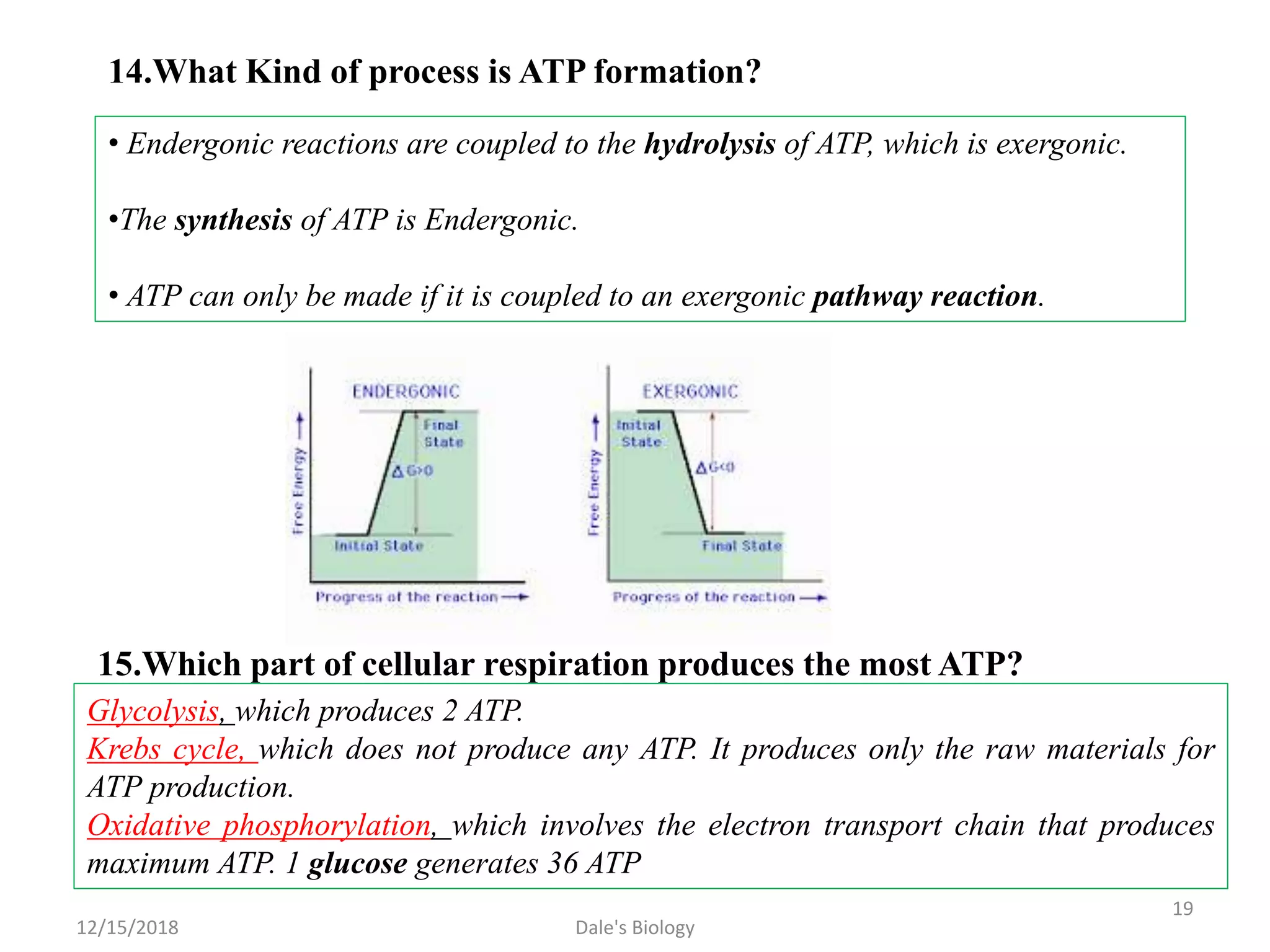• Endergonic reactions are coupled to the hydrolysis of ATP, which is exergonic.
•The synthesis of ATP is Endergonic.
• ATP can only be made if it is coupled to an exergonic pathway reaction.
14.What Kind of process is ATP formation?
15.Which part of cellular respiration produces the most ATP?
Glycolysis, which produces 2 ATP.
Krebs cycle, which does not produce any ATP. It produces only the raw materials for
ATP production.
Oxidative phosphorylation, which involves the electron transport chain that produces
maximum ATP. 1 glucose generates 36 ATP
12/15/2018
19
Dale's Biology
 