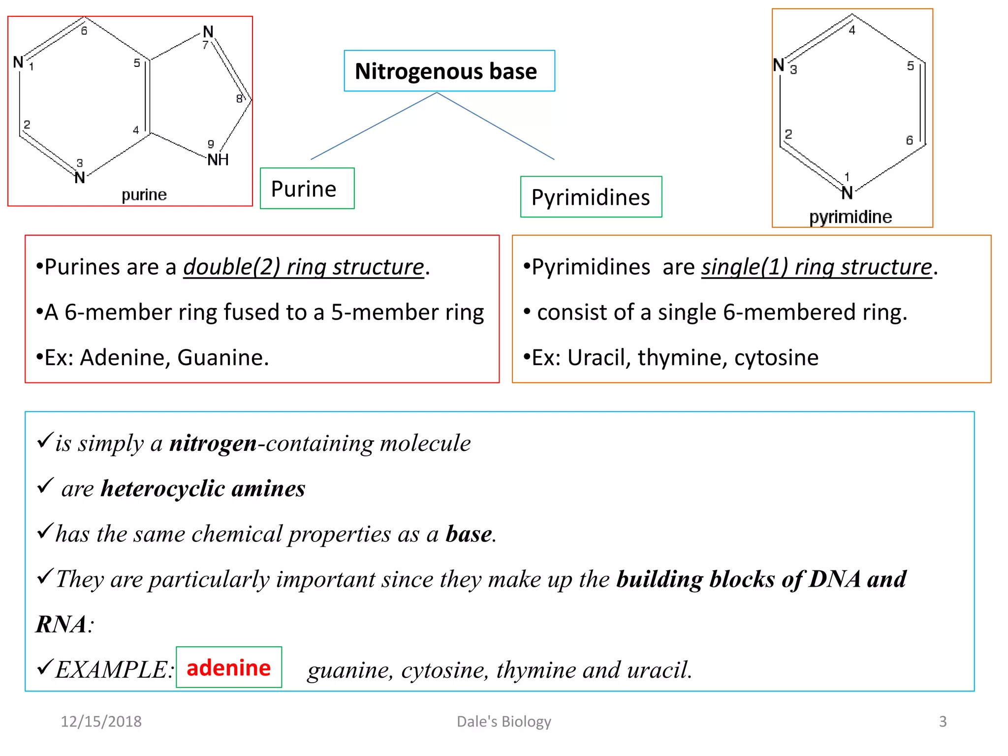 is simply a nitrogen-containing molecule
 are heterocyclic amines
has the same chemical properties as a base.
They are particularly important since they make up the building blocks of DNA and
RNA:
EXAMPLE: guanine, cytosine, thymine and uracil.
Nitrogenous base
adenine
Purine Pyrimidines
•Purines are a double(2) ring structure.
•A 6-member ring fused to a 5-member ring
•Ex: Adenine, Guanine.
•Pyrimidines are single(1) ring structure.
• consist of a single 6-membered ring.
•Ex: Uracil, thymine, cytosine
12/15/2018 3Dale's Biology
 