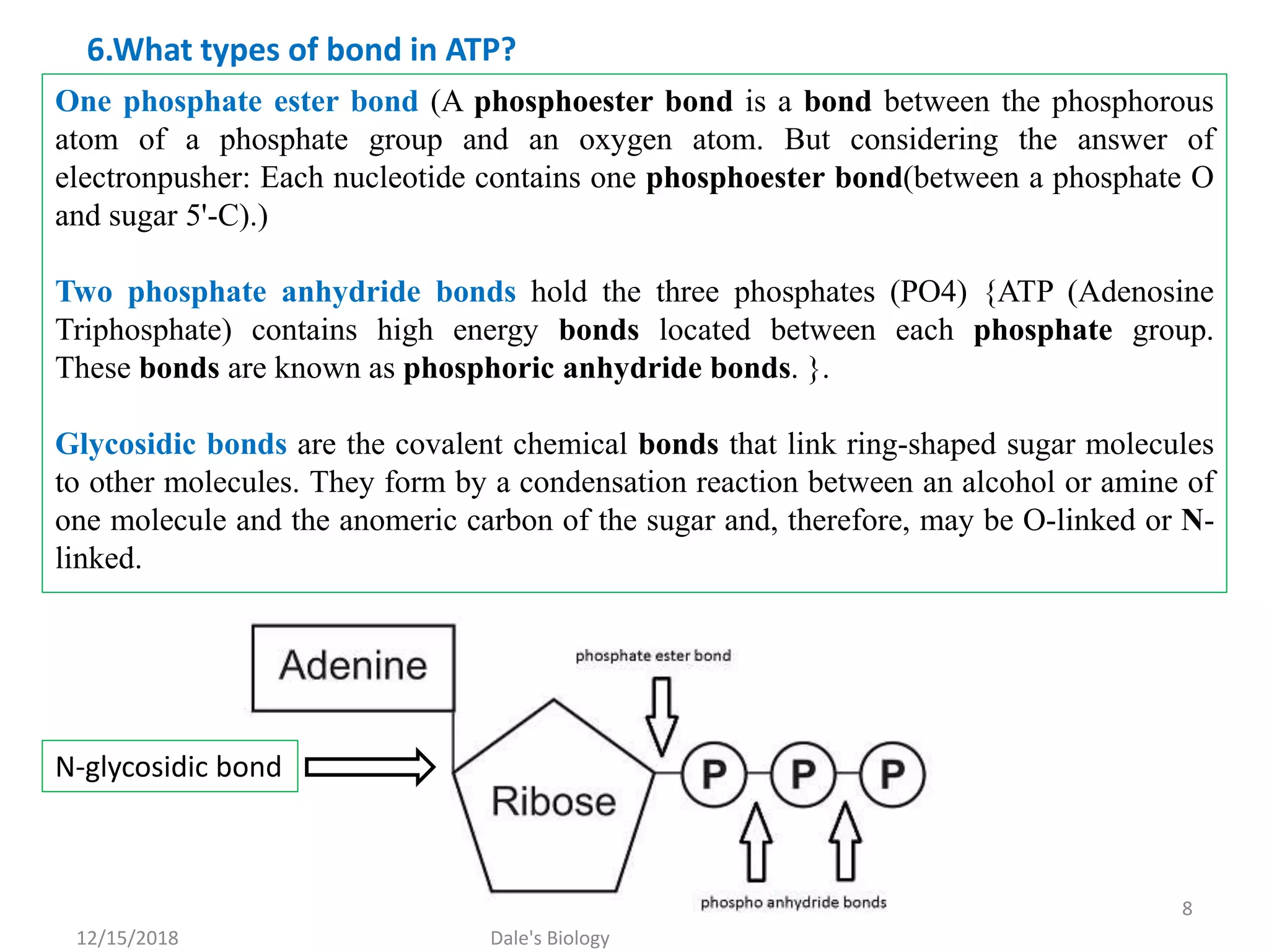 One phosphate ester bond (A phosphoester bond is a bond between the phosphorous
atom of a phosphate group and an oxygen atom. But considering the answer of
electronpusher: Each nucleotide contains one phosphoester bond(between a phosphate O
and sugar 5'-C).)
Two phosphate anhydride bonds hold the three phosphates (PO4) {ATP (Adenosine
Triphosphate) contains high energy bonds located between each phosphate group.
These bonds are known as phosphoric anhydride bonds. }.
Glycosidic bonds are the covalent chemical bonds that link ring-shaped sugar molecules
to other molecules. They form by a condensation reaction between an alcohol or amine of
one molecule and the anomeric carbon of the sugar and, therefore, may be O-linked or N-
linked.
6.What types of bond in ATP?
N-glycosidic bond
12/15/2018
8
Dale's Biology
 