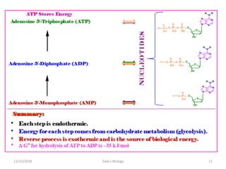 12/15/2018 11Dale's Biology
 