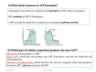 • Endergonic reactions are coupled to the hydrolysis of ATP, which is exergonic.
•The synthesis of ATP is Endergonic.
• ATP can only be made if it is coupled to an exergonic pathway reaction.
14.What Kind of process is ATP formation?
15.Which part of cellular respiration produces the most ATP?
Glycolysis, which produces 2 ATP.
Krebs cycle, which does not produce any ATP. It produces only the raw materials for
ATP production.
Oxidative phosphorylation, which involves the electron transport chain that produces
maximum ATP. 1 glucose generates 36 ATP
12/15/2018
19
Dale's Biology
 