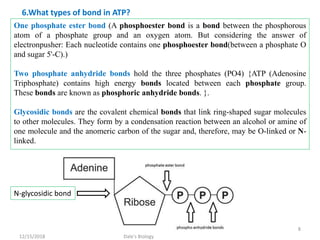 One phosphate ester bond (A phosphoester bond is a bond between the phosphorous
atom of a phosphate group and an oxygen atom. But considering the answer of
electronpusher: Each nucleotide contains one phosphoester bond(between a phosphate O
and sugar 5'-C).)
Two phosphate anhydride bonds hold the three phosphates (PO4) {ATP (Adenosine
Triphosphate) contains high energy bonds located between each phosphate group.
These bonds are known as phosphoric anhydride bonds. }.
Glycosidic bonds are the covalent chemical bonds that link ring-shaped sugar molecules
to other molecules. They form by a condensation reaction between an alcohol or amine of
one molecule and the anomeric carbon of the sugar and, therefore, may be O-linked or N-
linked.
6.What types of bond in ATP?
N-glycosidic bond
12/15/2018
8
Dale's Biology
 