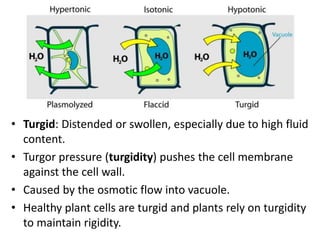 • Turgid: Distended or swollen, especially due to high fluid
content.
• Turgor pressure (turgidity) pushes the cell membrane
against the cell wall.
• Caused by the osmotic flow into vacuole.
• Healthy plant cells are turgid and plants rely on turgidity
to maintain rigidity.
 