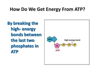 What Is ATP.ppt