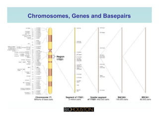 Chromosomes, Genes andChromosomes, Genes and BasepairsBasepairs
 