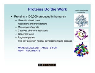 Proteins Do the WorkProteins Do the Work Triose phosphate
isomerase
• Proteins: (100,000 produced in humans)
– Have structural roles
– Receptors and transporters
– Messengers/signals
– Catalyze chemical reactions
– Generate force
– Regulate genes
– The key actors in normal development and disease– The key actors in normal development and disease
– MAKE EXCELLENT TARGETS FOR
NEW TREATMENTSNEW TREATMENTS
 
