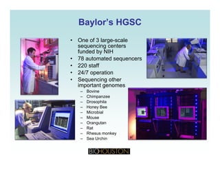 Baylor’s HGSCBaylor’s HGSC
• One of 3 large-scale
sequencing centers
funded by NIHfunded by NIH
• 78 automated sequencers
• 220 staff
• 24/7 operation24/7 operation
• Sequencing other
important genomes
– Bovine
Chi– Chimpanzee
– Drosophila
– Honey Bee
– Microbial
Mouse– Mouse
– Orangutan
– Rat
– Rhesus monkey
Sea Urchin– Sea Urchin
 