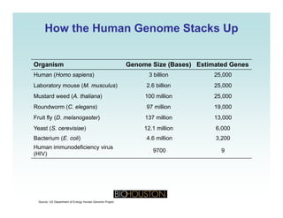 How the Human Genome Stacks UpHow the Human Genome Stacks Up
Organism Genome Size (Bases) Estimated Genesg ( )
Human (Homo sapiens) 3 billion 25,000
Laboratory mouse (M. musculus) 2.6 billion 25,000
Mustard weed (A thaliana) 100 million 25 000Mustard weed (A. thaliana) 100 million 25,000
Roundworm (C. elegans) 97 million 19,000
Fruit fly (D. melanogaster) 137 million 13,000
Yeast (S. cerevisiae) 12.1 million 6,000
Bacterium (E. coli) 4.6 million 3,200
Human immunodeficiency virus
9700 9
y
(HIV)
9700 9
Source: US Department of Energy Human Genome Project
 