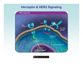 HerceptinHerceptin & HER2 Signaling& HER2 Signaling
 