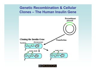 Genetic Recombination & CellularGenetic Recombination & Cellular
ClonesClones –– The Human Insulin GeneThe Human Insulin Gene
 