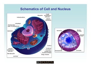 Schematics of Cell and NucleusSchematics of Cell and Nucleus
 