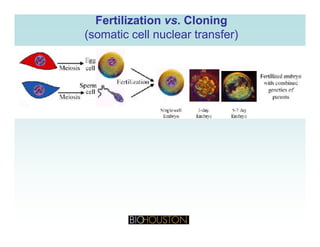 FertilizationFertilization vsvs. Cloning. Cloning
(somatic cell nuclear transfer)(somatic cell nuclear transfer)
 