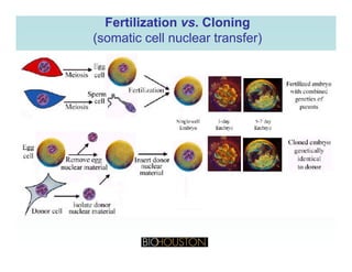 FertilizationFertilization vsvs. Cloning. Cloning
(somatic cell nuclear transfer)(somatic cell nuclear transfer)
 