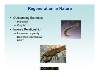 Regeneration in NatureRegeneration in Nature
• Outstanding Examples
– Planarian
– Crayfish
• Inverse Relationship
– Increase complexityIncrease complexity
– Decrease regenerative
ability
 