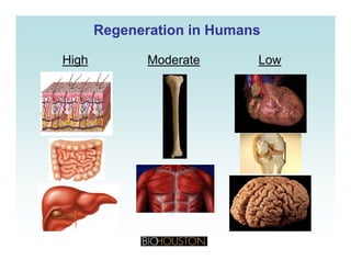 Regeneration in HumansRegeneration in Humans
High Moderate Low
 