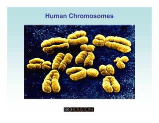 Human ChromosomesHuman Chromosomes
 
