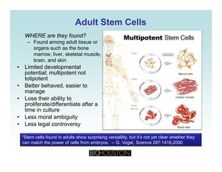 Adult Stem CellsAdult Stem Cells
• WHERE are they found?
– Found among adult tissue or
organs such as the bone
marrow liver skeletal musclemarrow, liver, skeletal muscle,
brain, and skin
• Limited developmental
potential; multipotent notp ; p
totipotent
• Better behaved, easier to
manage
L th i bilit t• Lose their ability to
proliferate/differentiate after a
time in culture
• Less moral ambiguityLess moral ambiguity
• Less legal controversy
“Stem cells found in adults show surprising versatility, but it’s not yet clear whether they
can match the power of cells from embryos. -- G. Vogel, Science 287:1418,2000
 