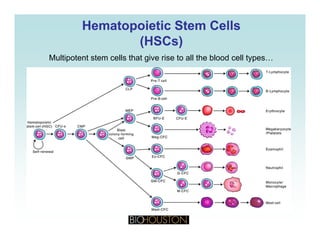 Hematopoietic Stem CellsHematopoietic Stem Cells
(HSCs)(HSCs)( SCs)( SCs)
Multipotent stem cells that give rise to all the blood cell types…
 
