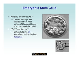 Embryonic Stem CellsEmbryonic Stem Cells
• WHERE are they found?
D i d 5 6 d ft– Derived 5-6 days after
fertilization from inner
portion of blastocyst (mass
of approximately 64 cells )of approximately 64 cells.)
• WHAT can they do?
– Differentiate into all
specialized cells in the bodyspecialized cells in the body
– Totipotent
 