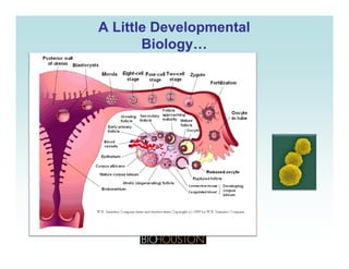 A Little DevelopmentalA Little Developmental
Biology…Biology…gygy
 