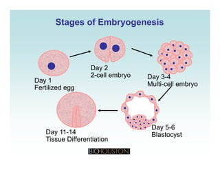 Stages of EmbryogenesisStages of Embryogenesis
Day 2
2 cell embryo
Day 2
2 cell embryo D 3 4D 3 4
Day 1
Fertilized egg
Day 1
Fertilized egg
2-cell embryo2-cell embryo Day 3-4
Multi-cell embryo
Day 3-4
Multi-cell embryo
Day 5-6
Blastocyst
Day 5-6
BlastocystDay 11-14
Tissue Differentiation
Day 11-14
Tissue DifferentiationTissue DifferentiationTissue Differentiation
 