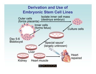 Derivation and Use ofDerivation and Use of
Embryonic Stem Cell LinesEmbryonic Stem Cell Linesyy
Isolate inner cell mass
(destroys embryo)
Isolate inner cell mass
(destroys embryo)Outer cells
(forms placenta)
Outer cells
(forms placenta)
Inner cells
(forms fetus)
Inner cells
(forms fetus) Culture cellsCulture cells
“S i l ”
Day 5-6
Blastocyst
Day 5-6
Blastocyst
Li
“Special sauce”
(largely unknown)
BlastocystBlastocyst
Heart muscleKidney
Liver
Heart
repaired
Heart muscleKidney
 