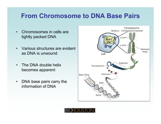 From Chromosome to DNA Base PairsFrom Chromosome to DNA Base Pairs
• Chromosomes in cells are
tightly packed DNAg y p
• Various structures are evident
as DNA is unwoundas DNA is unwound
• The DNA double helix
becomes apparentbecomes apparent
• DNA base pairs carry the
i f ti f DNAinformation of DNA
 