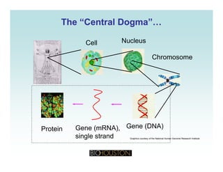 The “Central Dogma”…The “Central Dogma”…
Cell Nucleus
Chromosome
Protein
Graphics courtesy of the National Human Genome Research Institute
Gene (DNA)Gene (mRNA),
single strand
 