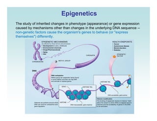 EpigeneticsEpigenetics
Th t d f i h it d h i h t ( ) iThe study of inherited changes in phenotype (appearance) or gene expression
caused by mechanisms other than changes in the underlying DNA sequence --
non-genetic factors cause the organism's genes to behave (or "express
themselves") differently.themselves ) differently.
 