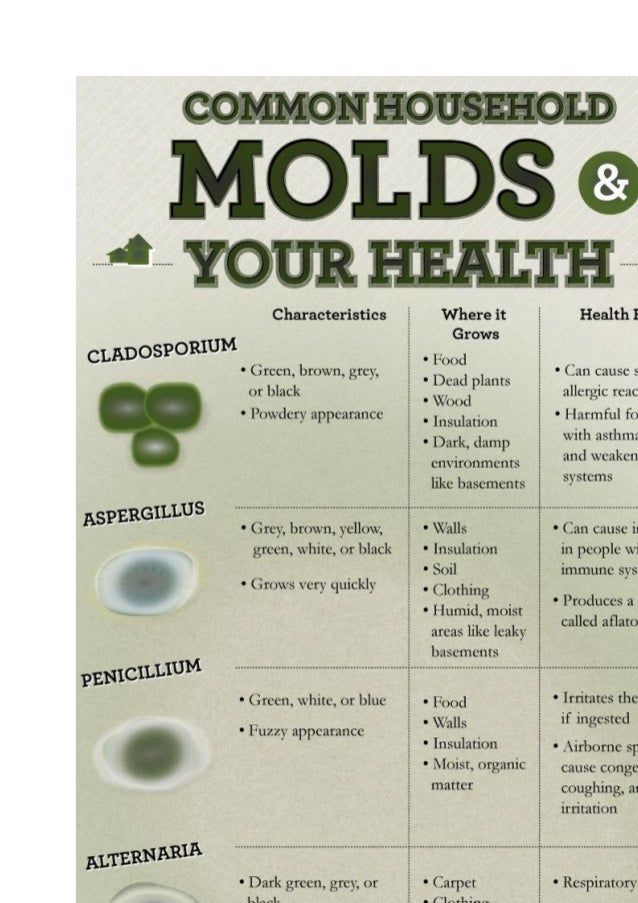 What is black mold, white mold, mold remediation, an overview