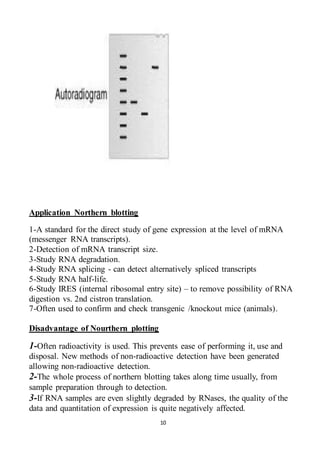 10
Application Northern blotting
1-A standard for the direct study of gene expression at the level of mRNA
(messenger RNA transcripts).
2-Detection of mRNA transcript size.
3-Study RNA degradation.
4-Study RNA splicing - can detect alternatively spliced transcripts
5-Study RNA half-life.
6-Study IRES (internal ribosomal entry site) – to remove possibility of RNA
digestion vs. 2nd cistron translation.
7-Often used to confirm and check transgenic /knockout mice (animals).
Disadvantage of Nourthern plotting
1-Often radioactivity is used. This prevents ease of performing it, use and
disposal. New methods of non-radioactive detection have been generated
allowing non-radioactive detection.
2-The whole process of northern blotting takes along time usually, from
sample preparation through to detection.
3-If RNA samples are even slightly degraded by RNases, the quality of the
data and quantitation of expression is quite negatively affected.
 