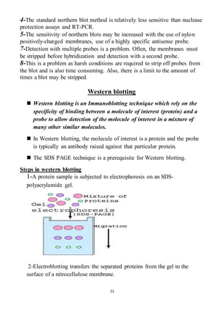 11
4-The standard northern blot method is relatively less sensitive than nuclease
protection assays and RT-PCR.
5-The sensitivity of northern blots may be increased with the use of nylon
positively-charged membranes, use of a highly specific antisense probe.
7-Detection with multiple probes is a problem. Often, the membranes must
be stripped before hybridization and detection with a second probe.
8-This is a problem as harsh conditions are required to strip off probes from
the blot and is also time consuming. Also, there is a limit to the amount of
times a blot may be stripped.
Western blotting
 Western blotting is an Immunoblotting technique which rely on the
specificity of binding between a molecule of interest (protein) and a
probe to allow detection of the molecule of interest in a mixture of
many other similar molecules.
 In Western blotting, the molecule of interest is a protein and the probe
is typically an antibody raised against that particular protein.
 The SDS PAGE technique is a prerequisite for Western blotting.
Steps in western blotting
1-A protein sample is subjected to electrophoresis on an SDS-
polyacrylamide gel.
2-Electroblotting transfers the separated proteins from the gel to the
surface of a nitrocellulose membrane.
 