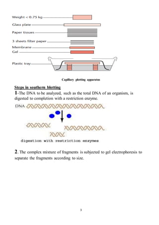 3
Capillary plotting apparatus
Steps in southern blotting
1-The DNA to be analyzed, such as the total DNA of an organism, is
digested to completion with a restriction enzyme.
2. The complex mixture of fragments is subjected to gel electrophoresis to
separate the fragments according to size.
 