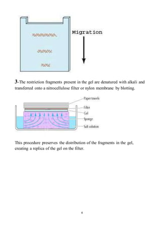 4
3-The restriction fragments present in the gel are denatured with alkali and
transferred onto a nitrocellulose filter or nylon membrane by blotting.
This procedure preserves the distribution of the fragments in the gel,
creating a replica of the gel on the filter.
 