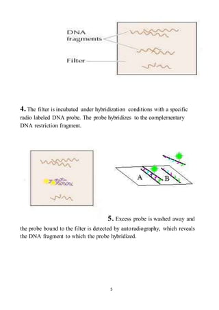 5
4. The filter is incubated under hybridization conditions with a specific
radio labeled DNA probe. The probe hybridizes to the complementary
DNA restriction fragment.
5.Excess probe is washed away and
the probe bound to the filter is detected by autoradiography, which reveals
the DNA fragment to which the probe hybridized.
 