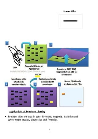 6
Southern blottingofApplication
 Southern blots are used in gene discovery, mapping, evolution and
development studies, diagnostics and forensics.
 