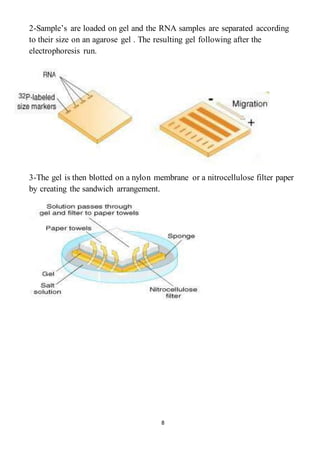 8
2-Sample’s are loaded on gel and the RNA samples are separated according
to their size on an agarose gel . The resulting gel following after the
electrophoresis run.
3-The gel is then blotted on a nylon membrane or a nitrocellulose filter paper
by creating the sandwich arrangement.
 